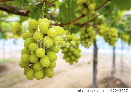 Ripe Shine 馬斯喀特葡萄採收 宮城縣仙台市 Ripe Shine 馬斯喀特葡萄採收 宮城縣仙台市 107043867