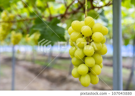 Ripe Shine Muscat Grape Picking Sendai City, Miyagi Prefecture Ripe Shine Muscat Grape Picking Sendai City, Miyagi Prefecture 107043880