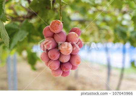 Queen Nina's Grape Picking Sendai City, Miyagi Prefecture Queen Nina's Grape Picking Sendai City, Miyagi Prefecture 107043966