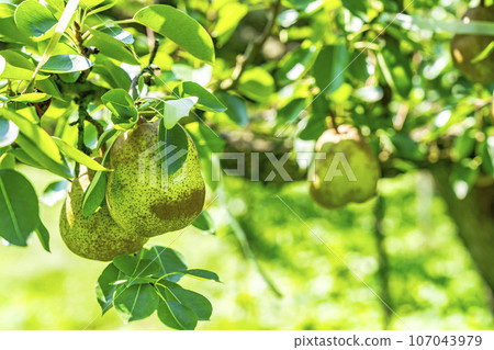 山形縣上山市，即將收穫的法國梨 107043979