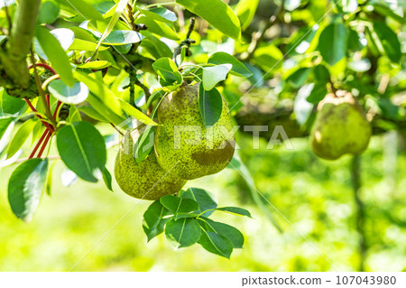 山形縣上山市，即將收穫的法國梨 107043980