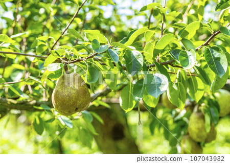 山形縣上山市，即將收穫的法國梨 107043982