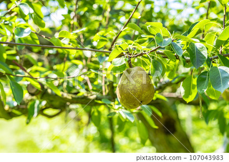 山形縣上山市，即將收穫的法國梨 107043983