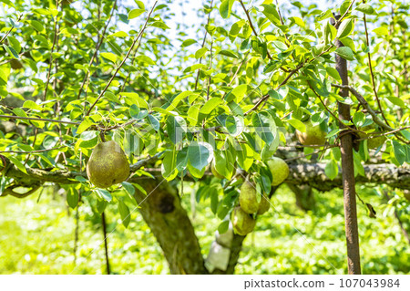 山形縣上山市,即將收穫的法國梨 山形縣上山市,即將收穫的法國梨 107043984