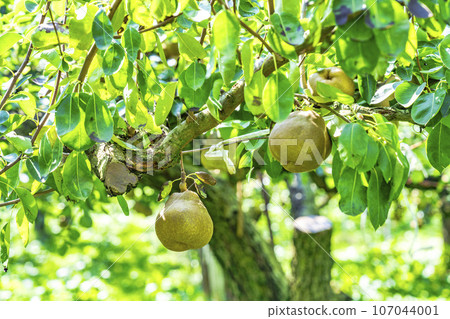 山形縣上山市，即將收穫的法國梨 107044001
