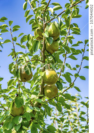 山形縣上山市，即將收穫的法國梨 107044002