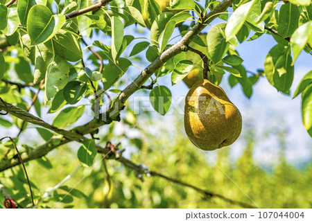山形縣上山市，即將收穫的法國梨 107044004