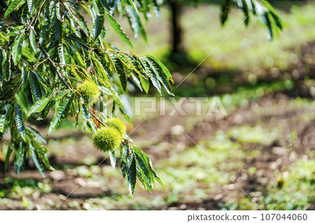秋天的味道:栗木樹和栗子,栃木縣宇都宮市 秋天的味道:栗木樹和栗子,栃木縣宇都宮市 107044060