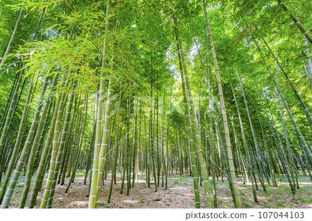 Autumn bamboo forest and path, Utsunomiya City, Tochigi Prefecture Autumn bamboo forest and path, Utsunomiya City, Tochigi Prefecture 107044103