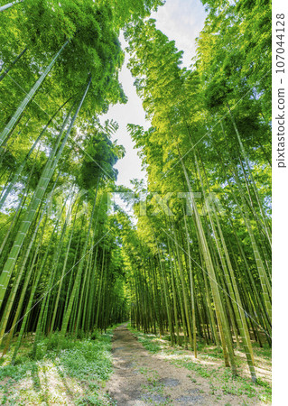 Autumn bamboo forest and path, Utsunomiya City, Tochigi Prefecture 107044128