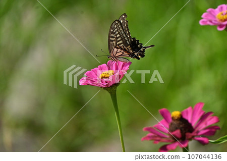 Namia swallowtail, Namiage feather Namia swallowtail, Namiage feather 107044136