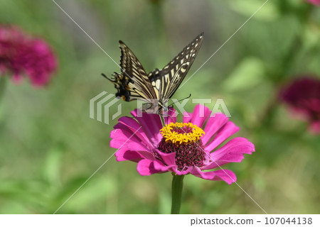 Namia swallowtail, Namiage feather Namia swallowtail, Namiage feather 107044138