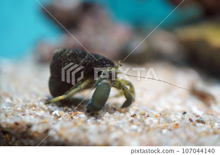 Hon hermit crab Hon hermit crab 107044140