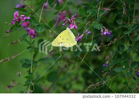 Autumn Nanakusa Hagi flowers and Monki butterfly (Monki butterfly) 107044332
