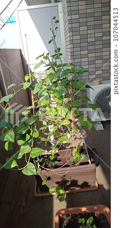 Sweet potatoes planted on the balcony Sweet potatoes planted on the balcony 107044513