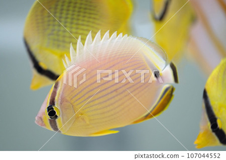 Ami butterflyfish 107044552