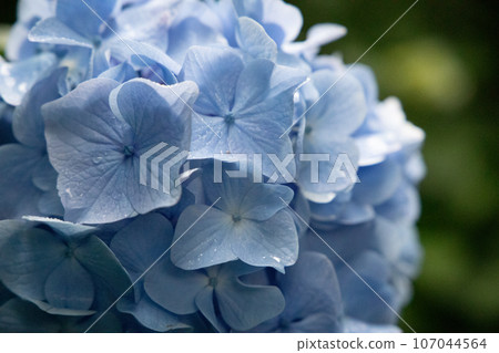 Light blue hydrangea 107044564