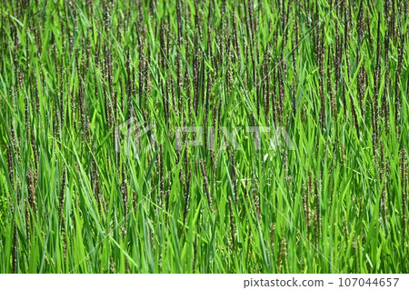 Ancient rice, nutritious rice, rice field art 107044657