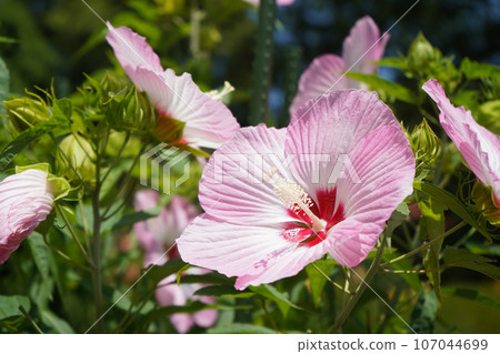 Titan Bikas Flower Titan Bikas Flower 107044699