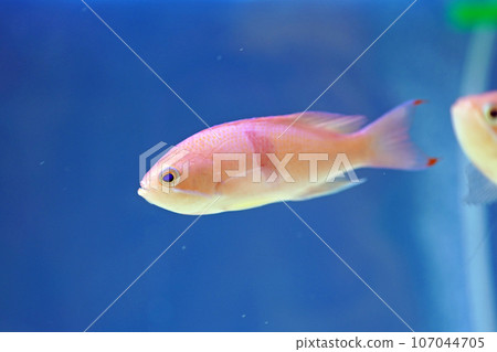 紅芳Hanadai 107044705