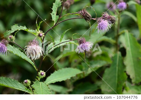 八幡平的植物 107044776
