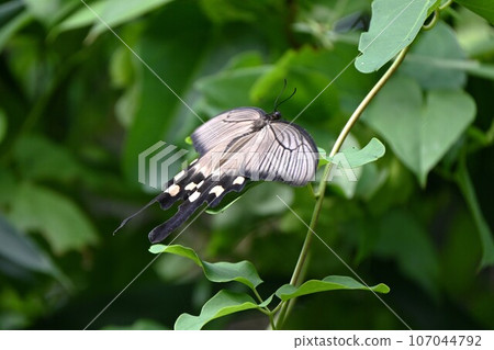 Female musk swallowtail protects itself from enemies by accumulating poison from poisonous plants in its body. Female musk swallowtail protects itself from enemies by accumulating poison from poisonous plants in its body. 107044792