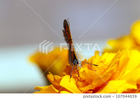 A butterfly sucking nectar on an orange from the front (macro lens used, outdoor natural light, close-up photo) 107044839