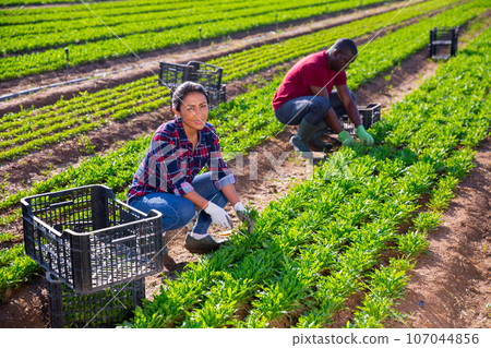 Smiling latin american female farmer harvesting arugula 107044856