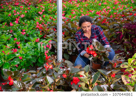 Female Latina florist examining begonia seedlings 107044861