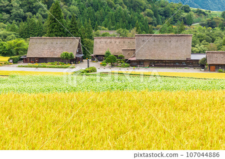 "Gifu Prefecture" Shirakawa-go in autumn - fruitful autumn and gassho-zukuri village "Gifu Prefecture" Shirakawa-go in autumn - fruitful autumn and gassho-zukuri village 107044886
