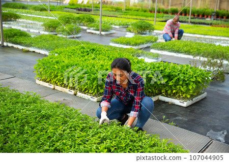 Female farmer at work checking tomato sprouts Female farmer at work checking tomato sprouts 107044905