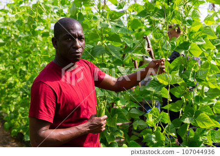 Positive african american man harvesting ripe beans 107044936