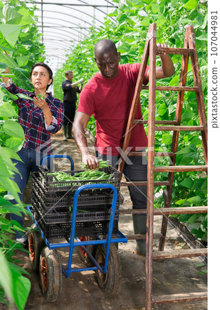 International team of farmers harvest ripe beans in greenhouse 107044981