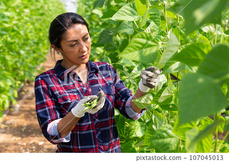 Hispanic female worker gathering crop of beans in hothouse 107045013