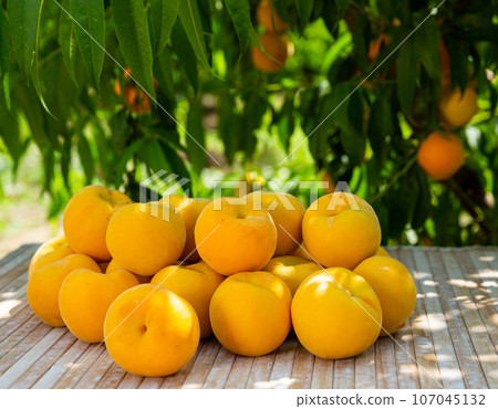 Yellow peaches on wooden table in orchard 107045132