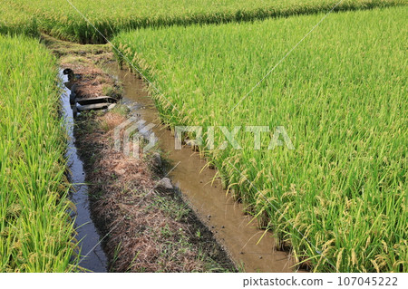 Field 0446 107045222