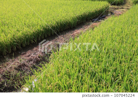 Field 0447 107045224