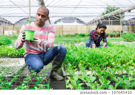 Latin american owner of greenhouse checking potted tomato seedlings Latin american owner of greenhouse checking potted tomato seedlings 107045410