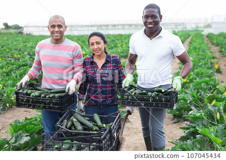 Successful farmers with boxes of zucchini during harvest Successful farmers with boxes of zucchini during harvest 107045434