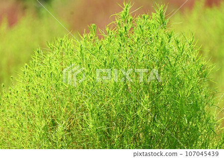Kochia, broom tree, actually edible Akita's local dish ``Tonburi'' Kochia, broom tree, actually edible Akita's local dish ``Tonburi'' 107045439