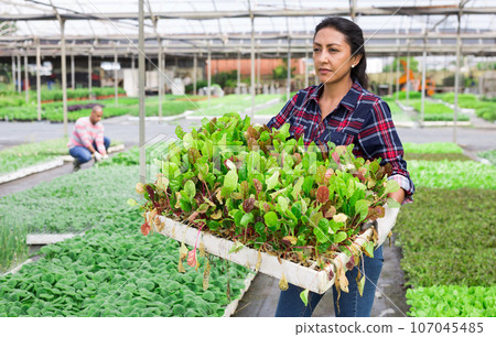 Female farmer drags box with spinach sprouts Female farmer drags box with spinach sprouts 107045485