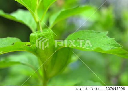 藍色穗木果 107045698