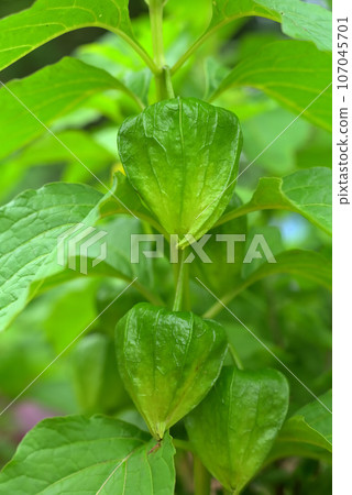 藍色穗木果 藍色穗木果 107045701