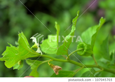 白百合花 白百合花 107045703