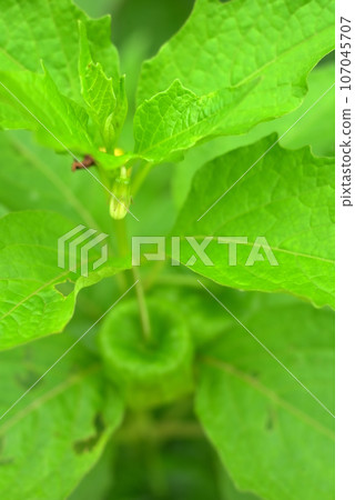 blue hozuki fruit blue hozuki fruit 107045707