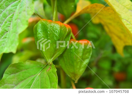 Hozuki 果實開始變成橙色 107045708