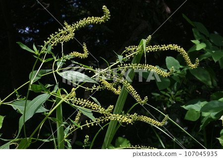 Giant ragweed flowers, plants that cause autumn hay fever 107045935
