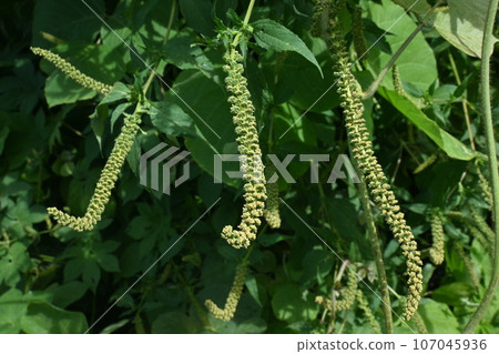 巨型豚草花,引起秋天花粉症的植物 巨型豚草花,引起秋天花粉症的植物 107045936