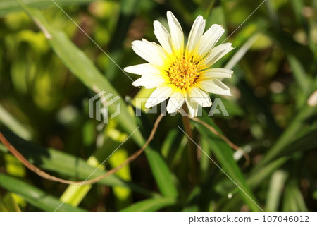 我沿著和田海岸散步 我沿著和田海岸散步 107046012