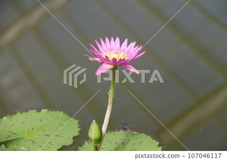 Lotus leaves and petals floating on the water surface of Beppu Onsen 107046117